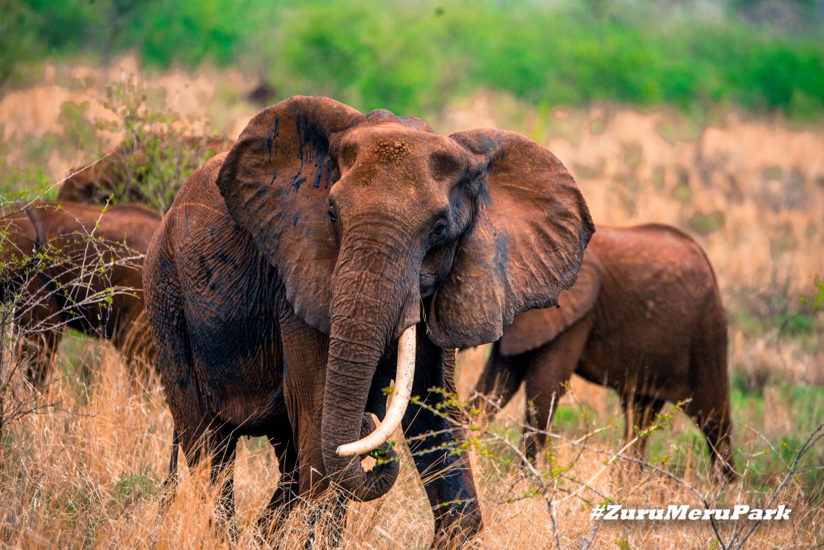 Domestic Safaris with Keitan Safaris